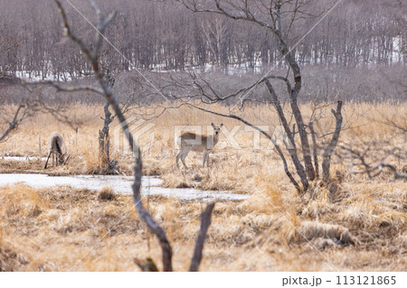 鹿がいる早春の釧路湿原 113121865