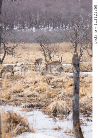 鹿がいる早春の釧路湿原 113121869