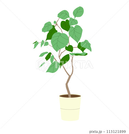 観葉植物フィカス ウンベラータのイラスト 観葉植物フィカス ウンベラータのイラスト 113121899