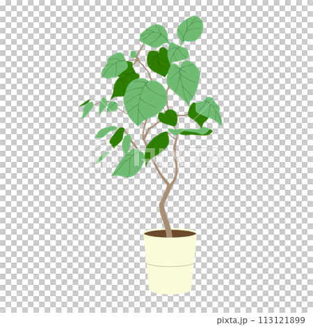 観葉植物フィカス ウンベラータのイラスト 観葉植物フィカス ウンベラータのイラスト 113121899