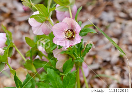 レンテンローズ 113122013