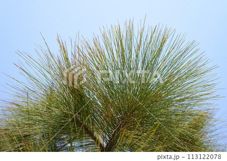 Chir Pine long needles on blue sky background. Longleaf Indian pine or Pinus roxburghii coniferous tree closeup. Chir Pine long needles on blue sky background. Longleaf Indian pine or Pinus roxburghii coniferous tree closeup. 113122078