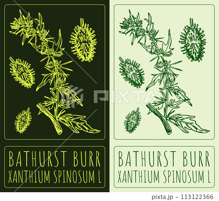 Vector drawing BATHURST BURR. Hand drawn illustration. The Latin name is XANTHIUM SPINOSUM L 113122366