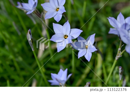 春に咲くハナニラの白い花 113122376