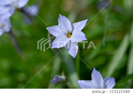 春に咲くハナニラの白い花 113122380