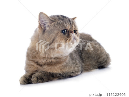 exotic shorthair exotic shorthair 113122403