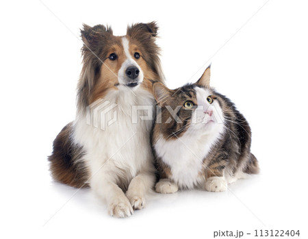 shetland dog ans maine coon cat shetland dog ans maine coon cat 113122404