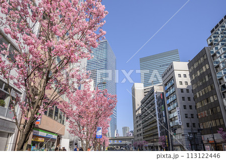 渋谷駅周辺　明治通り沿いの高層ビル群と満開の桜　東京都渋谷区 113122446