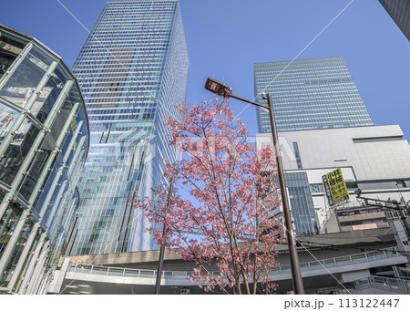 渋谷駅周辺　明治通り沿いの高層ビル群と満開の桜　東京都渋谷区 113122447