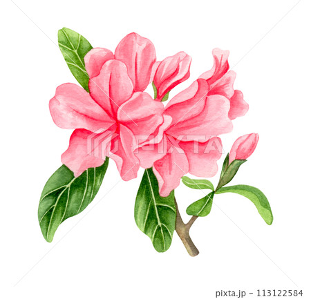 Watercolor alpine flowers, pink rhododendron blooming on white background. Watercolor alpine flowers, pink rhododendron blooming on white background. 113122584