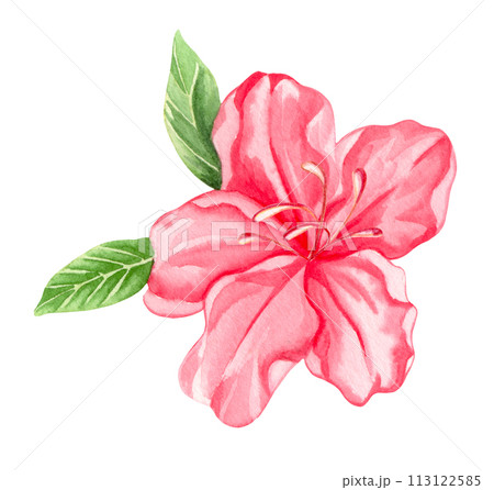Watercolor alpine flowers, pink rhododendron blooming on white background. Watercolor alpine flowers, pink rhododendron blooming on white background. 113122585