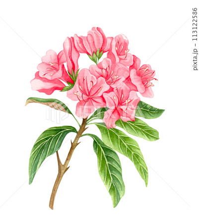 Watercolor alpine flowers, pink rhododendron blooming on white background. Watercolor alpine flowers, pink rhododendron blooming on white background. 113122586