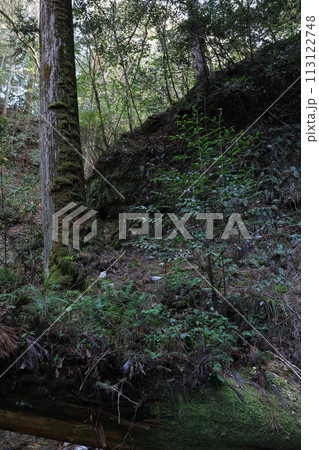 安倍晴明修行の地　阿寺の七滝　芽吹き 113122748