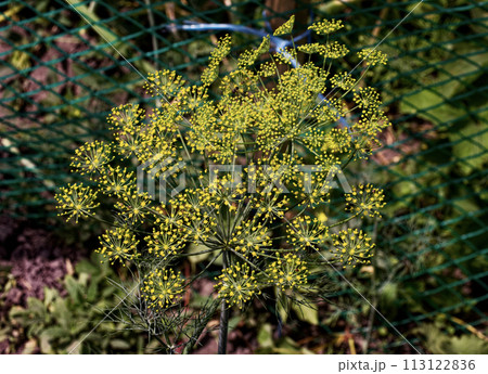 Yellow floral clusters at the tips of radiating green stems. Yellow floral clusters at the tips of radiating green stems. 113122836