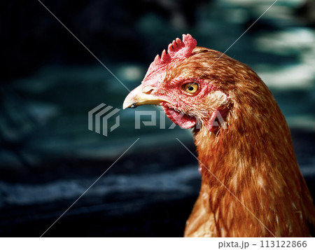 The image captures a chicken in detail, showcasing its textured feathers and comb against a soft-focus backdrop. 113122866