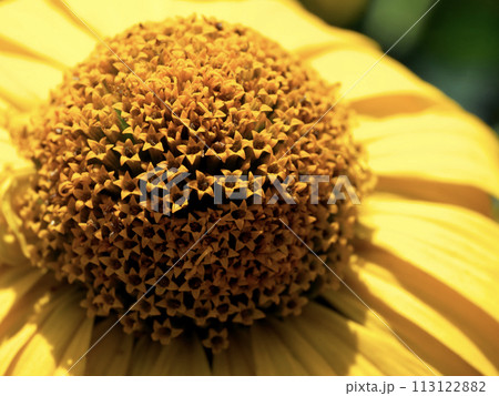 A vibrant yellow flower in full bloom, showcasing the intricate patterns of its brown center and the delicate texture of its petals. A vibrant yellow flower in full bloom, showcasing the intricate patterns of its brown center and the delicate texture of its petals. 113122882