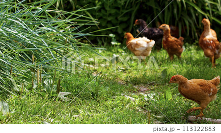 A group of chickens, showcasing diverse colors, foraging in a lush green garden with tall grasses and plants surrounding them. 113122883