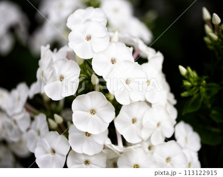 A cluster of pristine white flowers withの写真素材 [113122915