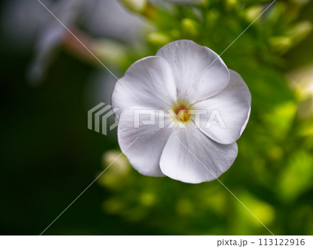 A white flower is the main focus of the image. The flower is surrounded by green leaves, which add a touch of color and contrast to the white flower. Single phlox flower, close-up. White flower. A white flower is the main focus of the image. The flower is surrounded by green leaves, which add a touch of color and contrast to the white flower. Single phlox flower, close-up. White flower. 113122916