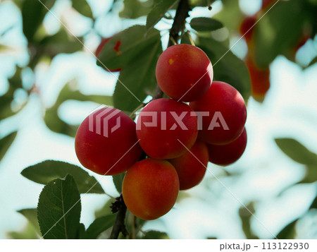 Close-up of ripe, red plums on a tree branch, surrounded by vibrant green leaves. Ideal for content related to organic farming and fresh produce. 113122930