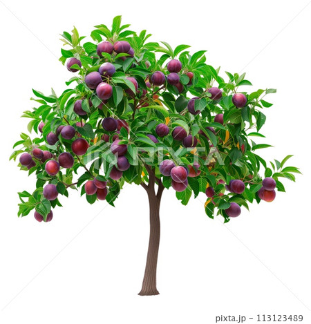 A plum tree isolated on a white or transparent background. A close-up of a plum tree with purple plums. A graphic design element on the theme of nature and tree care. A plum tree isolated on a white or transparent background. A close-up of a plum tree with purple plums. A graphic design element on the theme of nature and tree care. 113123489