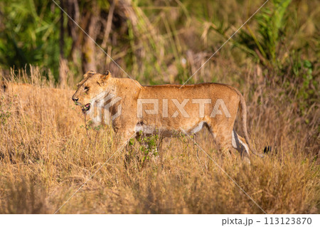Majestic Lioness Roaming Wild on African Safari 113123870