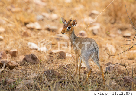 Dik-dik Antelope on African Safari in Natural Habitat 113123875