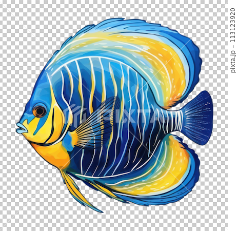 a blue and yellow discus fish isolated 113123920