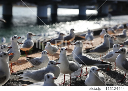 ユリカモメが飛来する駅　天竜浜名湖鉄道　浜名湖佐久米駅 113124444