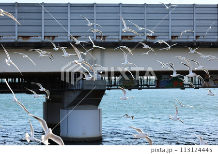 ユリカモメが飛来する駅　天竜浜名湖鉄道　浜名湖佐久米駅 113124445