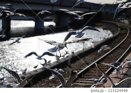 ユリカモメが飛来する駅 天竜浜名湖鉄道 浜名湖佐久米駅 ユリカモメが飛来する駅 天竜浜名湖鉄道 浜名湖佐久米駅 113124446