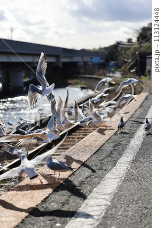 ユリカモメが飛来する駅 天竜浜名湖鉄道 浜名湖佐久米駅 ユリカモメが飛来する駅 天竜浜名湖鉄道 浜名湖佐久米駅 113124448