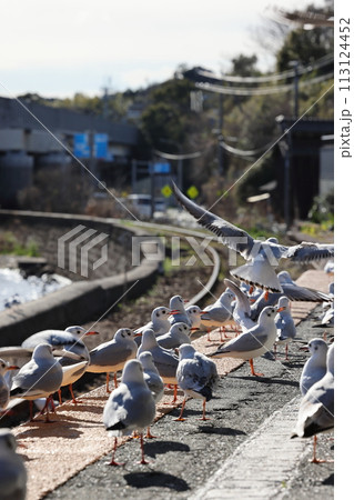 ユリカモメが飛来する駅　天竜浜名湖鉄道　浜名湖佐久米駅 113124452