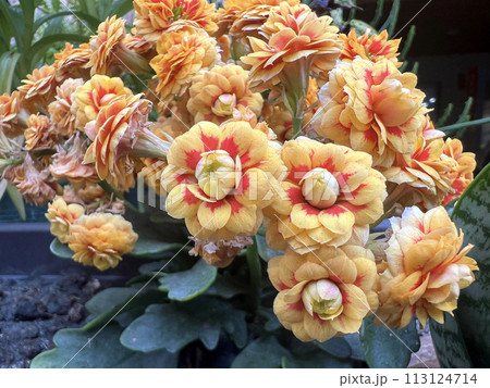 花 フラワー お花 113124714