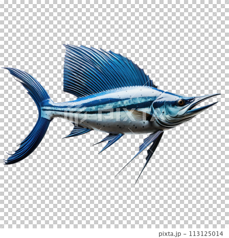 blue sailfish isolated 113125014