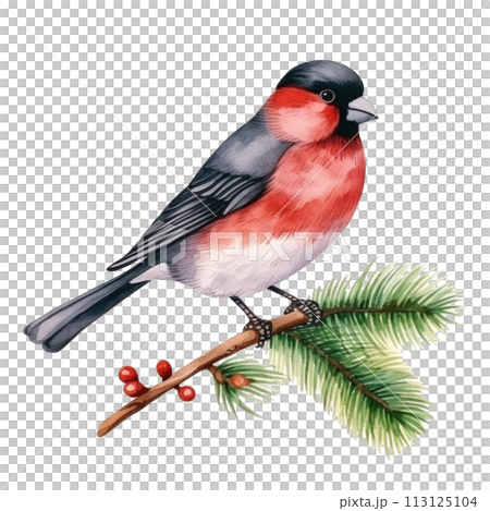 watercolor cute bullfinch isolated 113125104