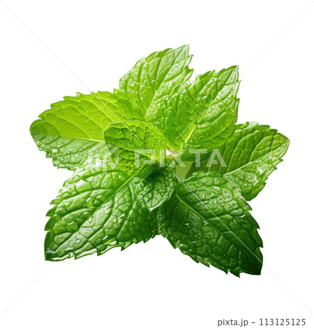 mint leaves with water drops, isolated 113125125