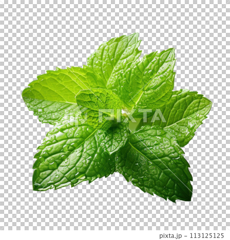 mint leaves with water drops, isolated 113125125