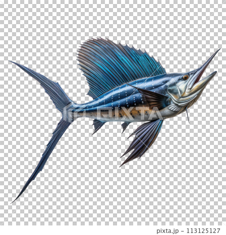 blue sailfish isolated 113125127