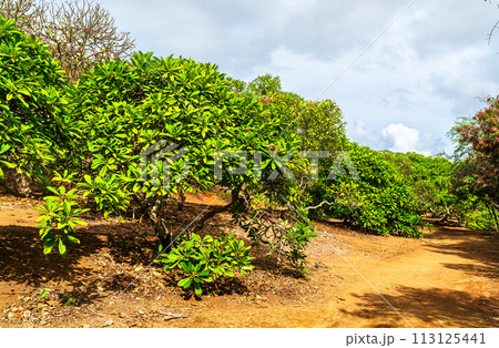 Trees in Koko Crater Botanical Garden on Oahu Island in Hawaii, United States 113125441