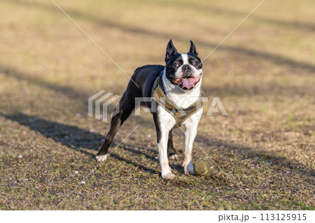 ボストンテリア 113125915