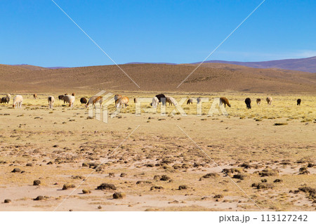 Bolivian llama breeding,Bolivia 113127242