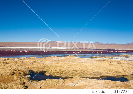 Laguna Colorada flamingos, Bolivia Laguna Colorada flamingos, Bolivia 113127280