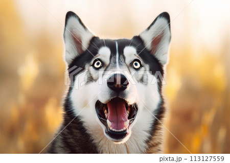 Expressive Husky Dog Portrait 113127559