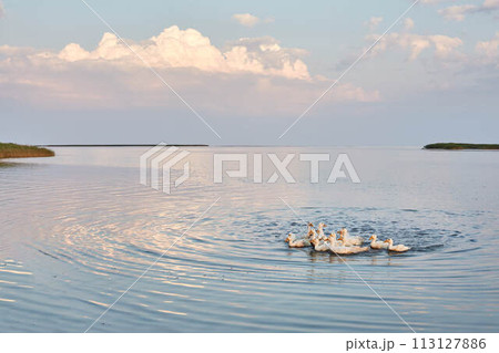 Village geese flock bathing in the calm water in lake, creek or pond. Peacefull landscape with clouds reflected on smooth water surface. Goose floating in the river bay, dives to eat fish and wags. Village geese flock bathing in the calm water in lake, creek or pond. Peacefull landscape with clouds reflected on smooth water surface. Goose floating in the river bay, dives to eat fish and wags. 113127886