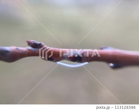 Buds on trees grew in spring Buds on trees grew in spring 113128398