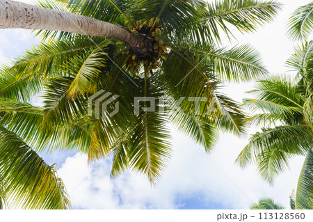Coconut palm trees are under blue cloudy sky on a sunny day 113128560