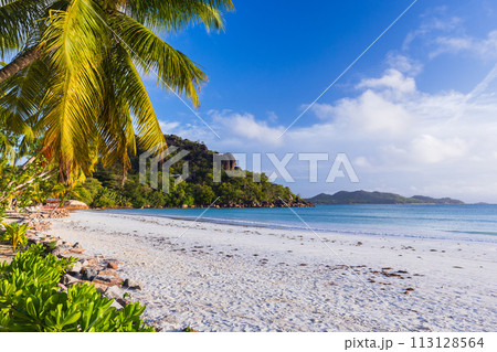 Coastal view with palm trees and white sand under blue sky 113128564