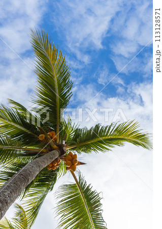 Coconut palm with fruits is under blue cloudy sky on a sunny day 113128571