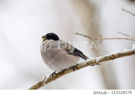 枝にとまり木の芽を食べる鷽 113128579